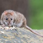 Stop aux nuisibles à Aulnay-sous-Bois !