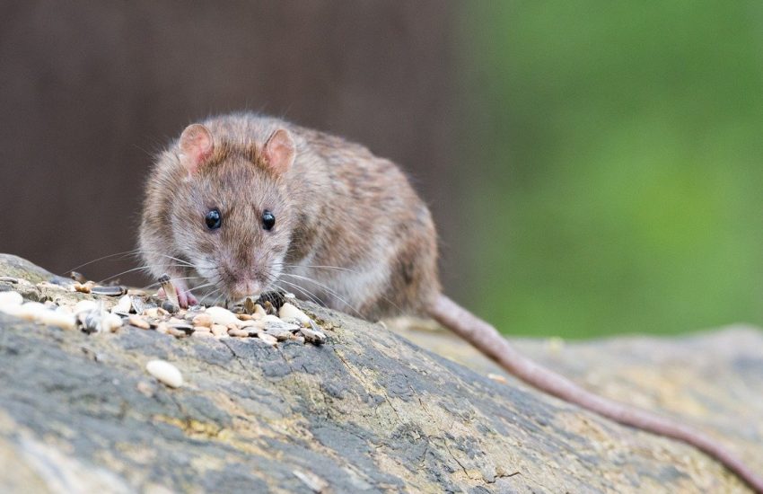 Stop aux nuisibles à Aulnay-sous-Bois !